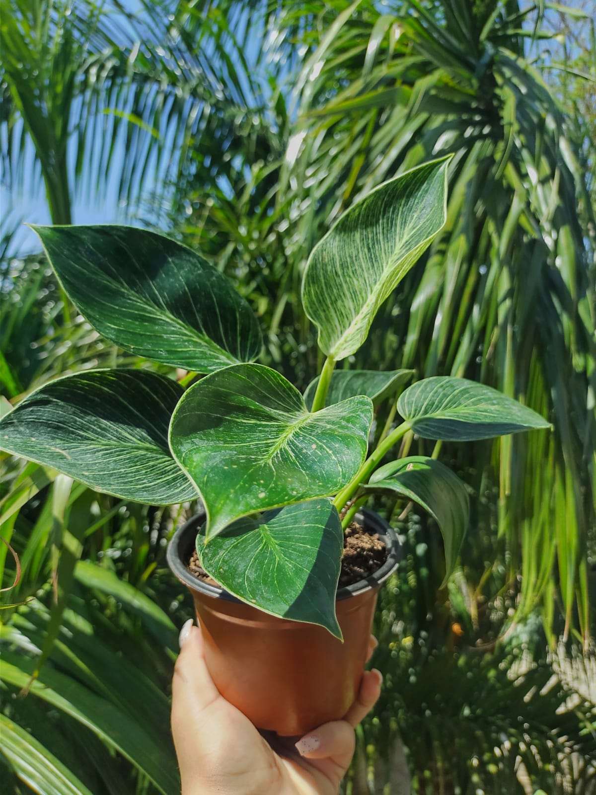 Philodendron Birkins “5