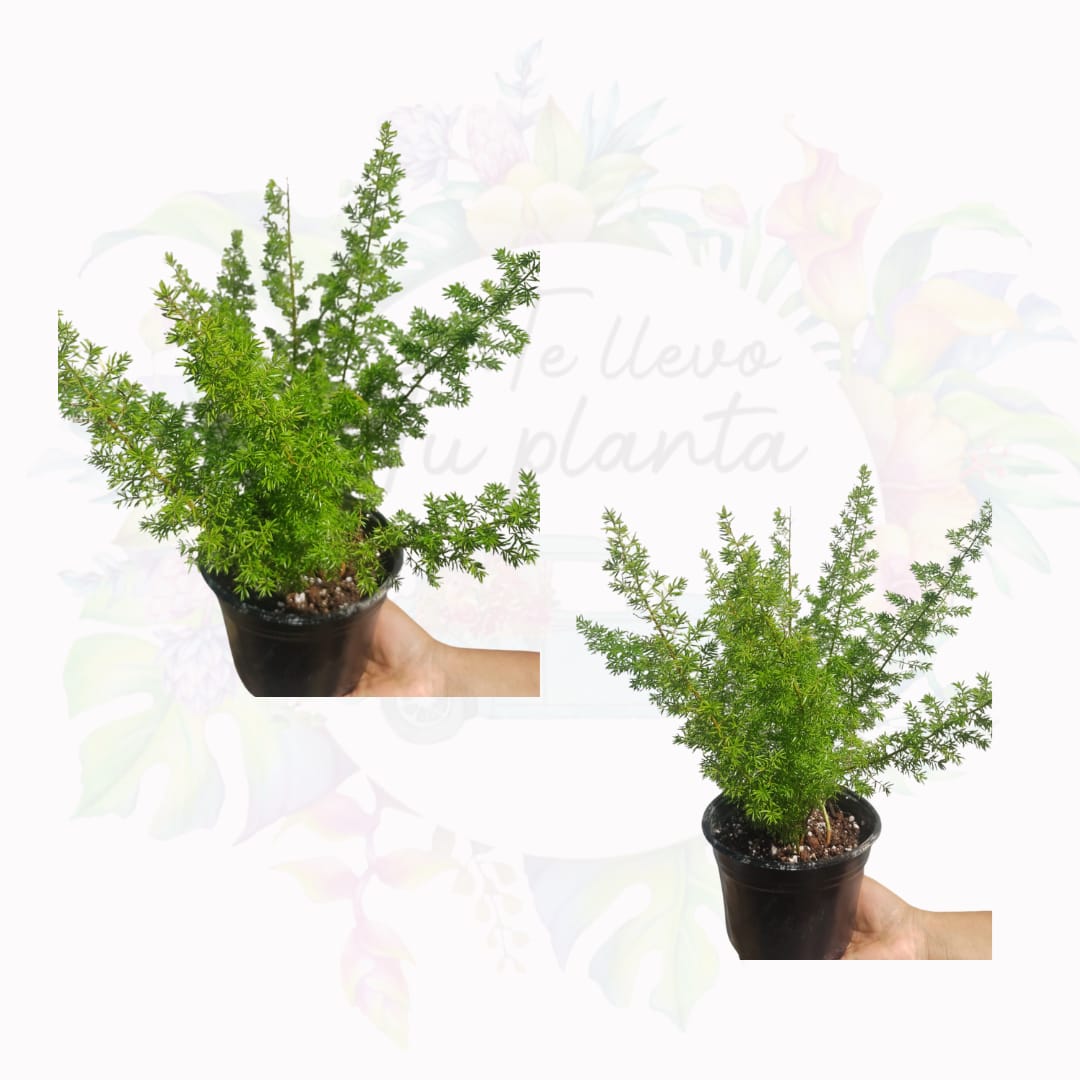 Helecho Asparagus densiflorus "6 (Helecho cola de zorro)