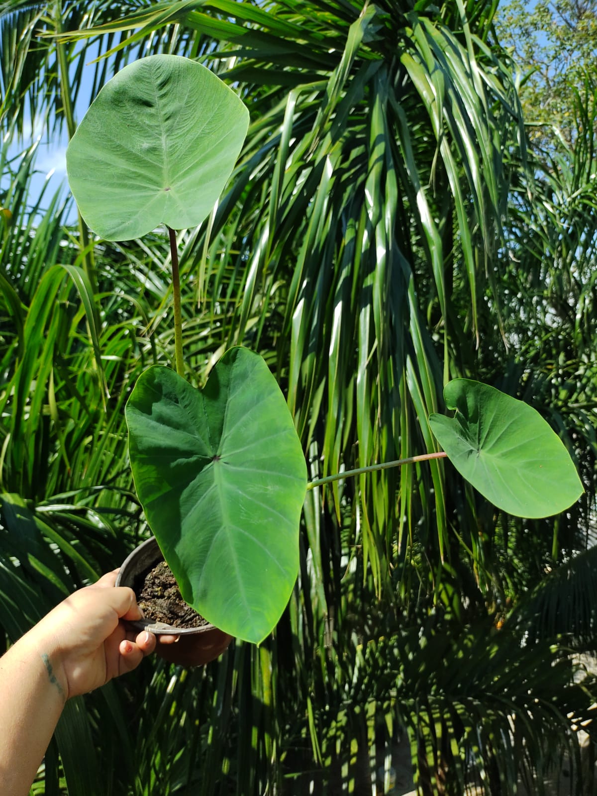 Colocasia Verde / Taro Verde #6