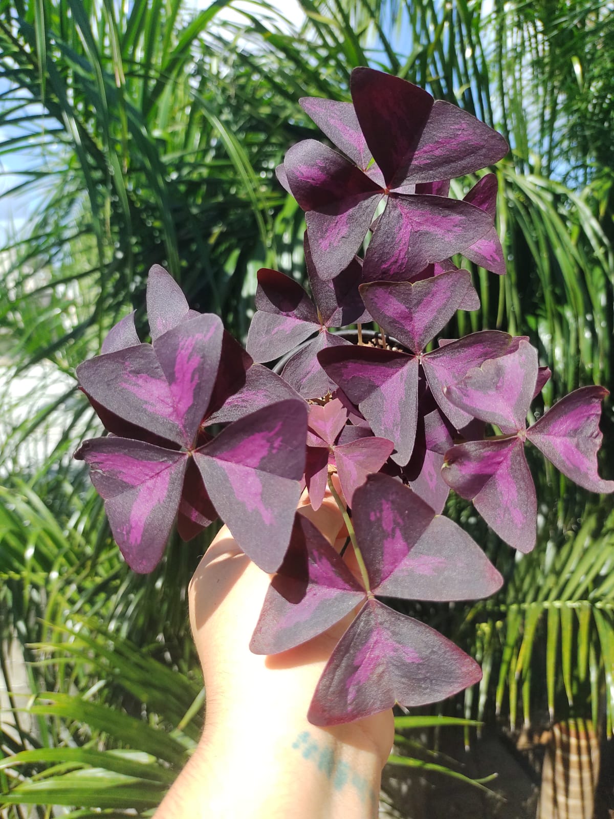 Oxalis Triangularis #5