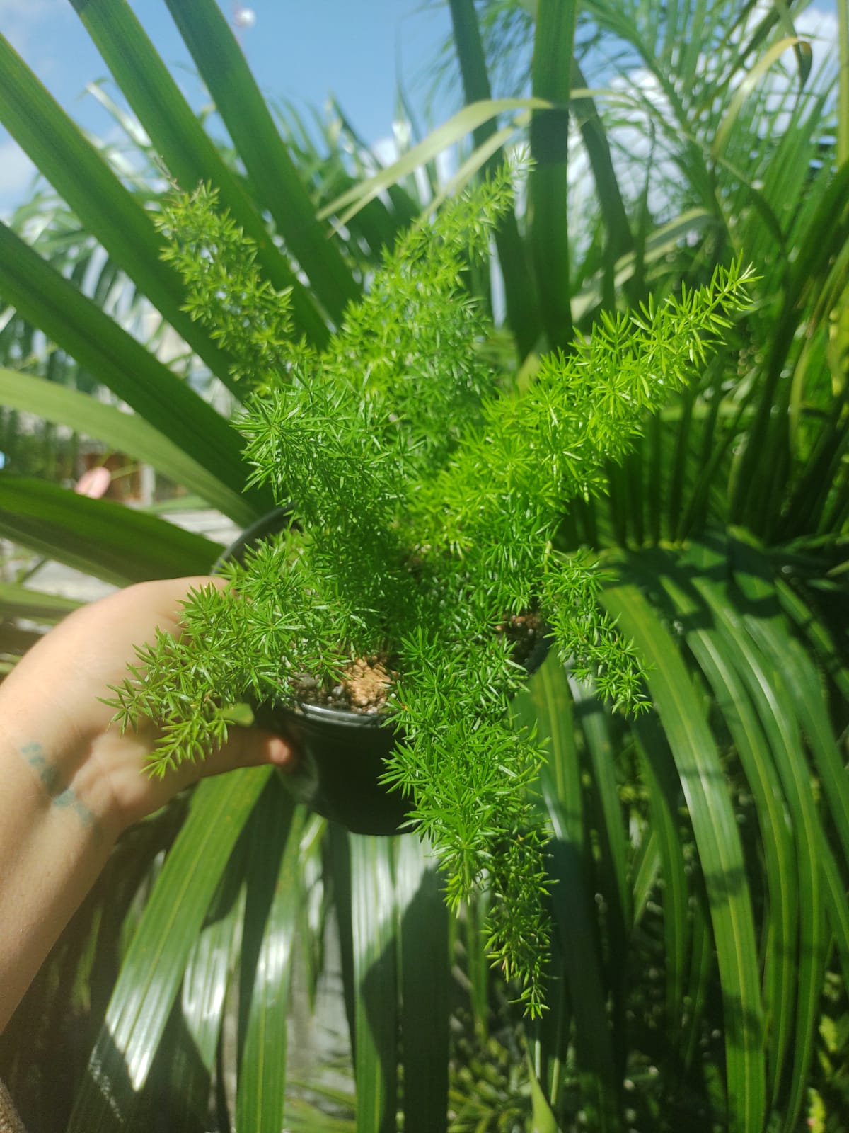 Helecho Asparagus densiflorus "6 (Helecho cola de zorro)