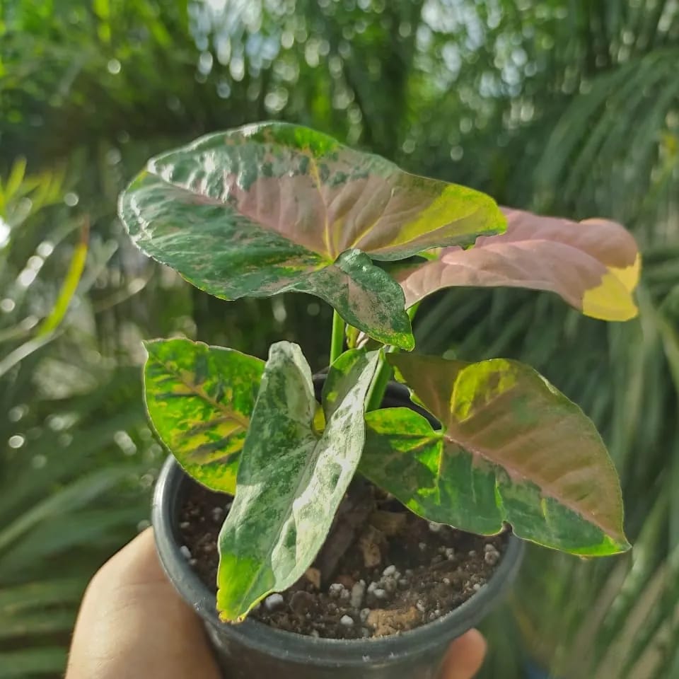 Syngonium Flecked maceta “4