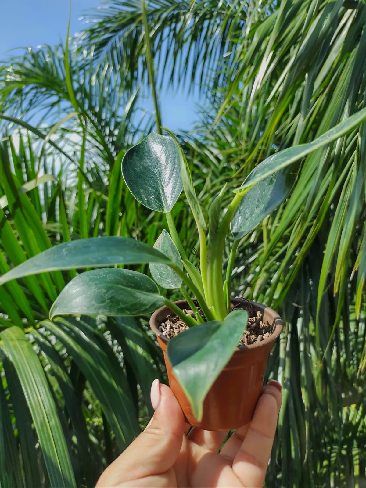 Philodendron birkins #4